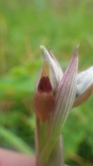 Serapias parviflora