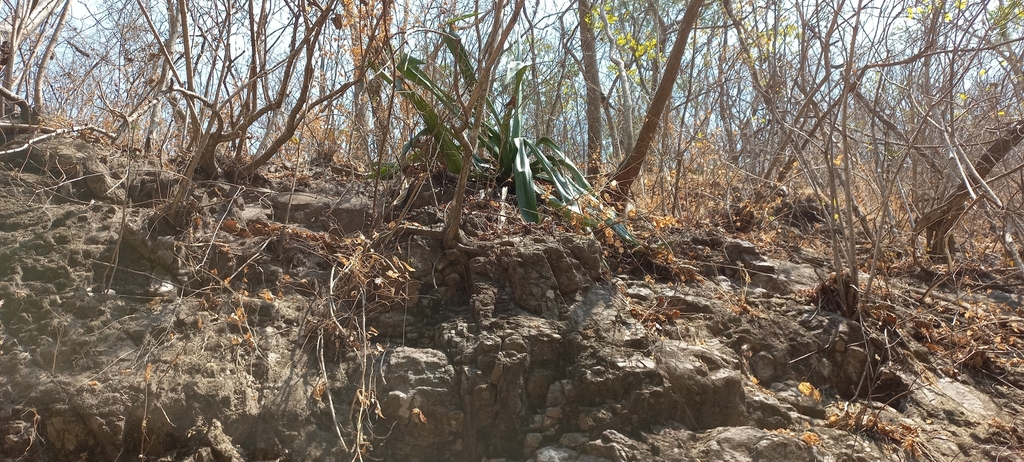 Furcraea guerrerensis, Casimiro Castillo, MX-JA, MX