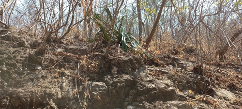 Furcraea guerrerensis
