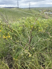 Trinia muricata