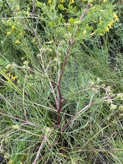 Trinia muricata