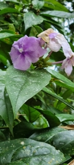 Brunfelsia pauciflora