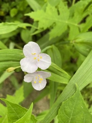 Tradescantia ozarkana