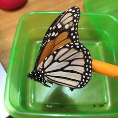 Danaus plexippus plexippus