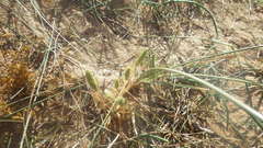 Phleum arenarium