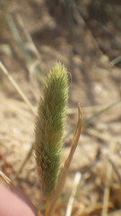 Phleum arenarium