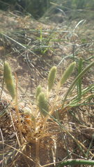 Phleum arenarium