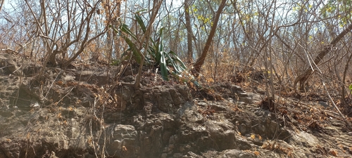 Furcraea guerrerensis