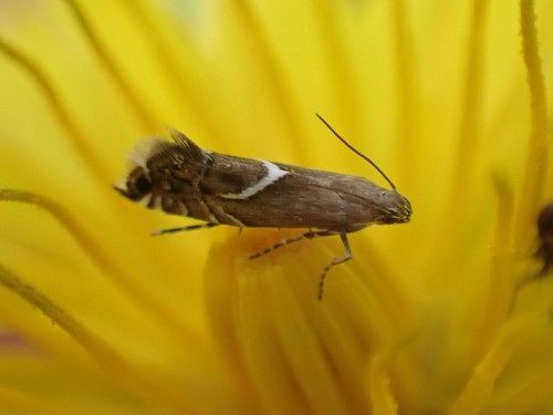 Yellow Nutsedge Moth photo 4