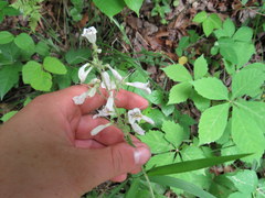 Penstemon brevisepalus