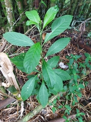 Solanum aphyodendron