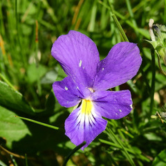 Viola lutea lutea