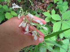 Penstemon brevisepalus