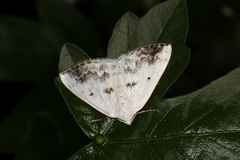 Lomographa temerata