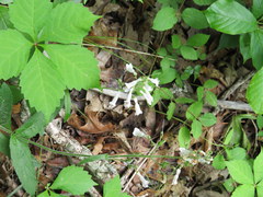 Penstemon brevisepalus