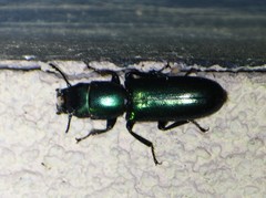 Temnoscheila virescens