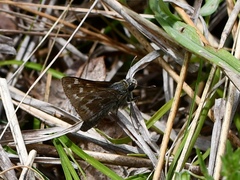 Hesperia metea