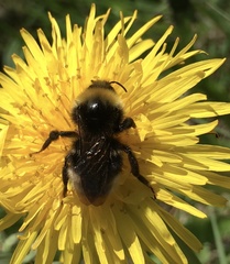 Bombus bohemicus