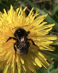 Bombus bohemicus
