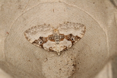 Xanthorhoe montanata