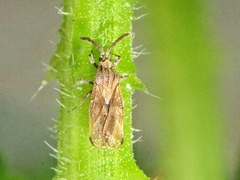 Teleonemia scrupulosa