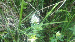 Trifolium squamosum