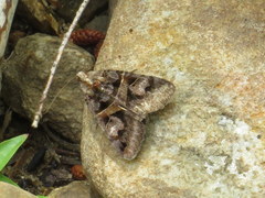 Drasteria grandirena