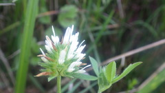 Trifolium squamosum