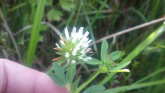 Trifolium squamosum