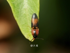 Ampedus areolatus