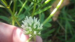 Trifolium squamosum