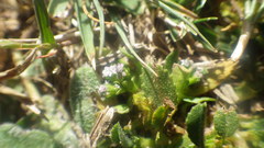 Valerianella dentata