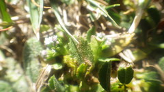 Valerianella dentata