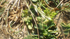 Valerianella dentata