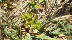 Valerianella dentata