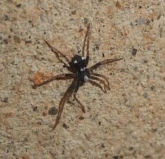 Pulchellodromus bistigma