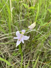 Calopogon oklahomensis