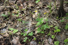 Ranunculus propinquus subborealis