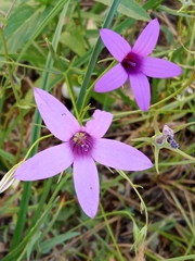 Campanula lusitanica