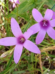 Campanula lusitanica