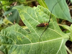 Thyrsophorinae