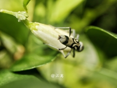 Chlorophorus macaumensis