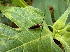 Thyrsophorinae
