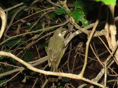 Meliphaga