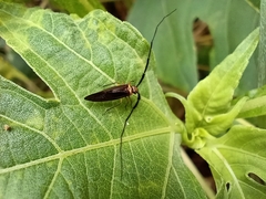 Thyrsophorinae