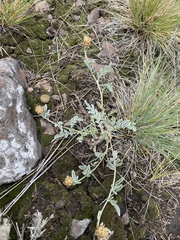 Psephellus turgaicus