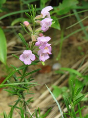 Conradina verticillata