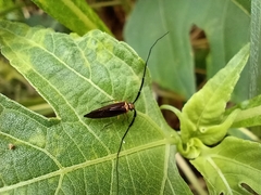 Thyrsophorinae