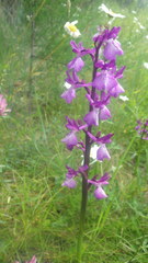 Anacamptis × alata