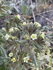 Nonea lutea